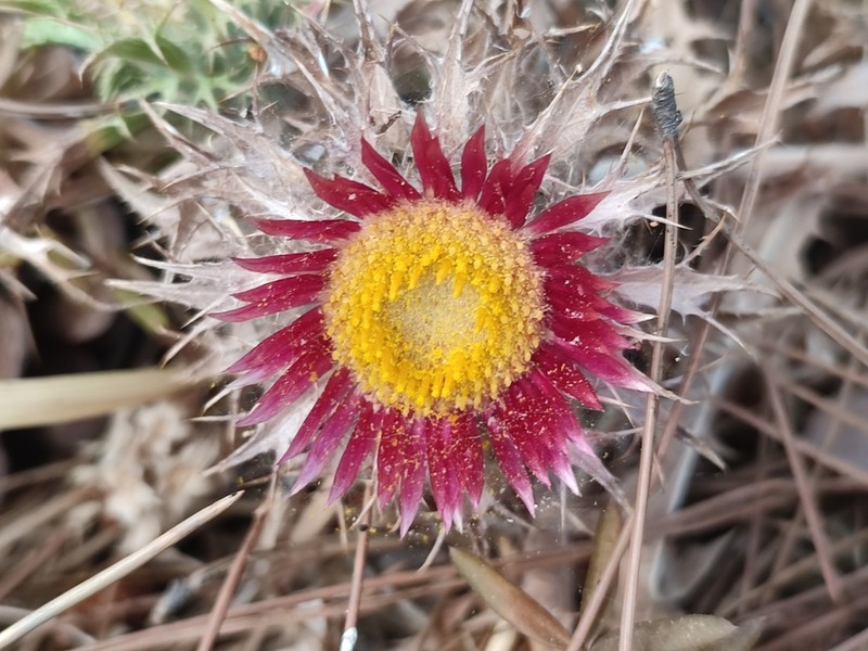 Carlina pygmaea photo 4