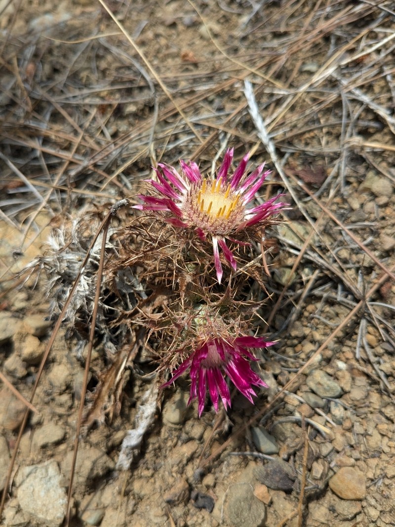 Carlina pygmaea photo 5
