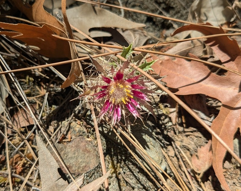 Carlina pygmaea photo 6