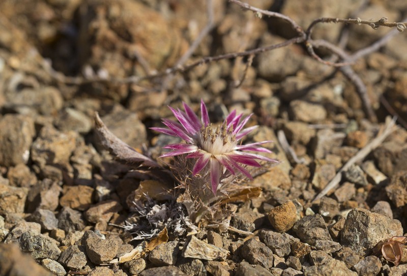 Carlina pygmaea photo 7