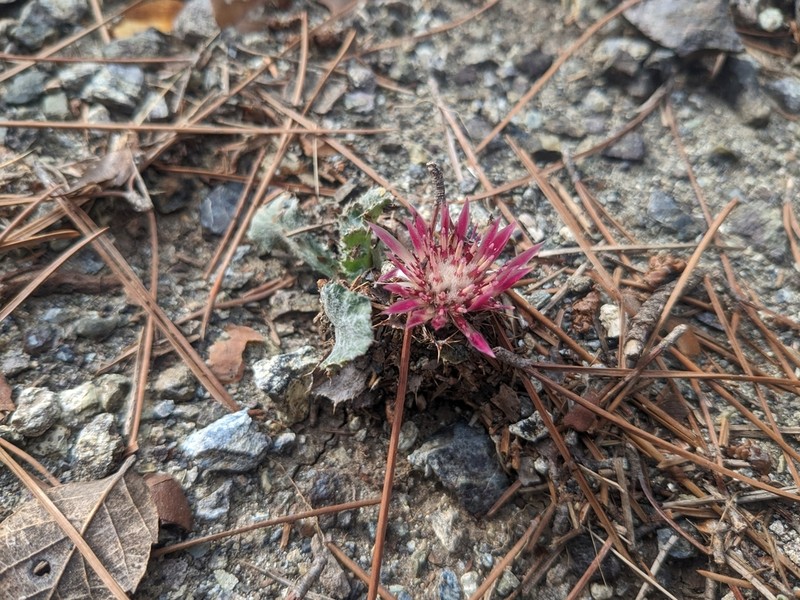 Carlina pygmaea photo 8