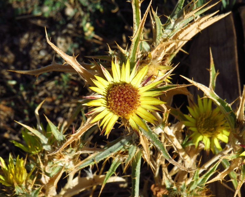 Carlina racemosa