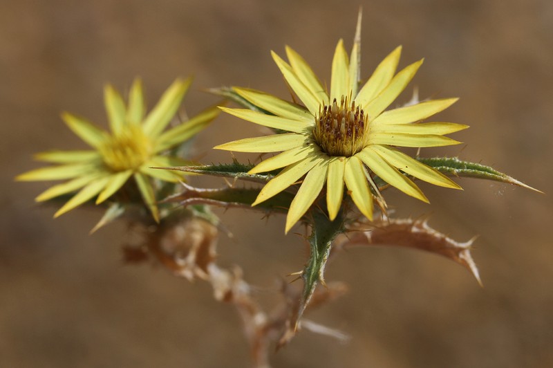 Carlina racemosa photo 2