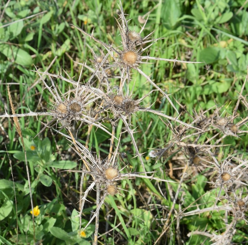 Carlina racemosa photo 3