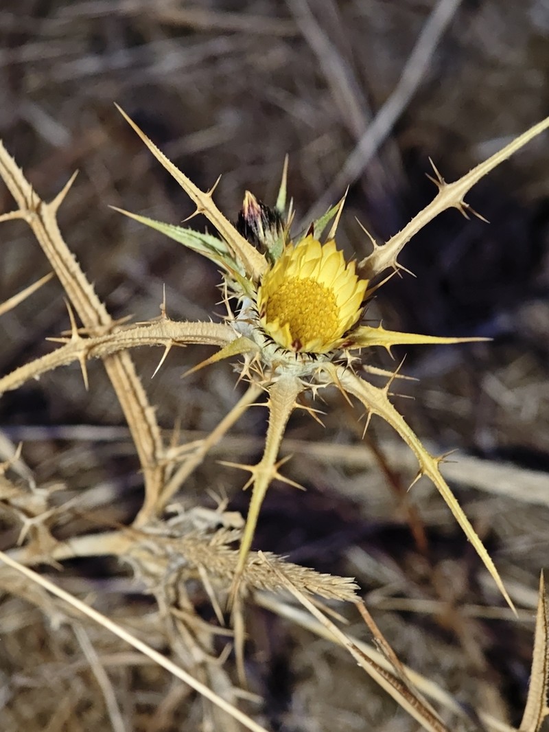 Carlina racemosa photo 4