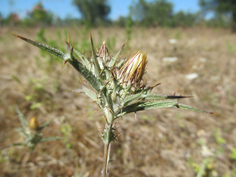 Carlina racemosa photo 5
