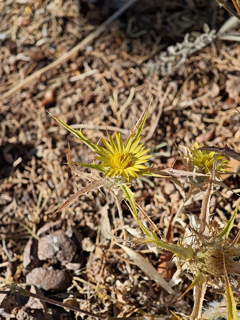 Carlina racemosa photo 6