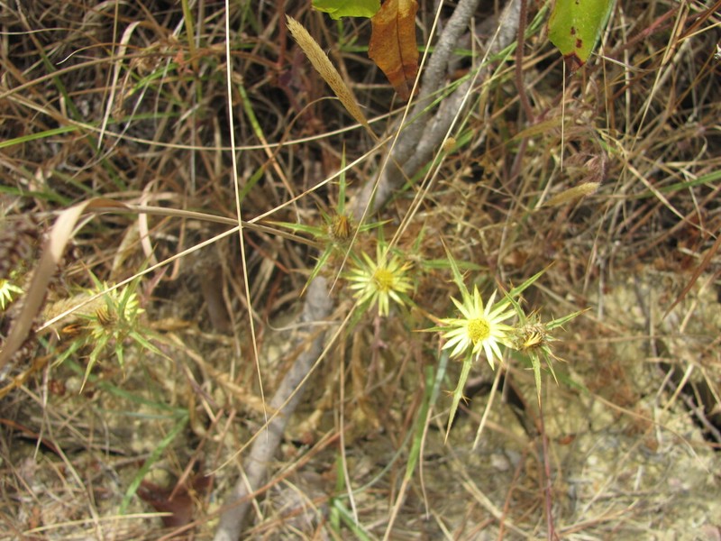 Carlina racemosa photo 7