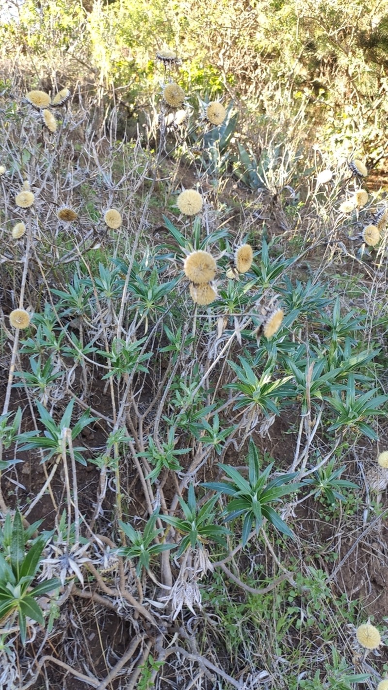 Carlina salicifolia photo 2