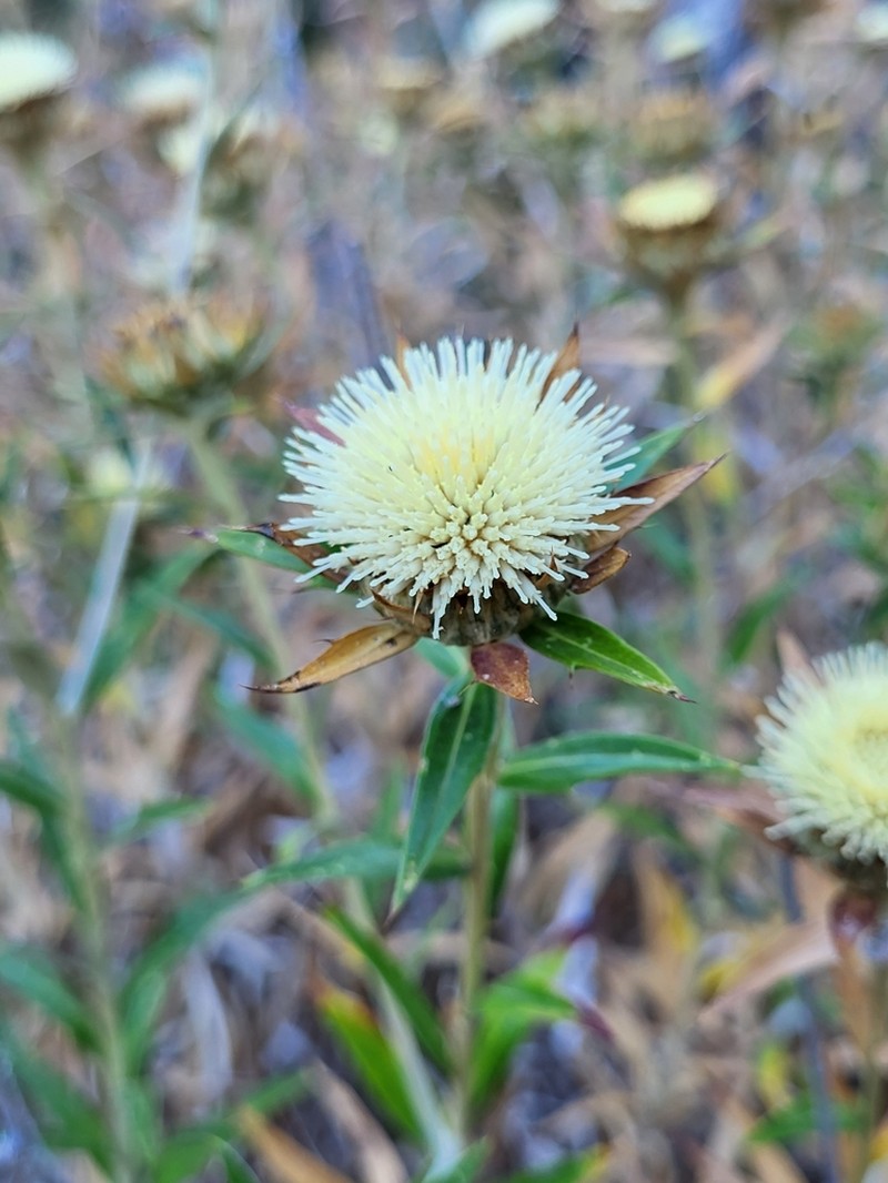 Carlina salicifolia photo 3