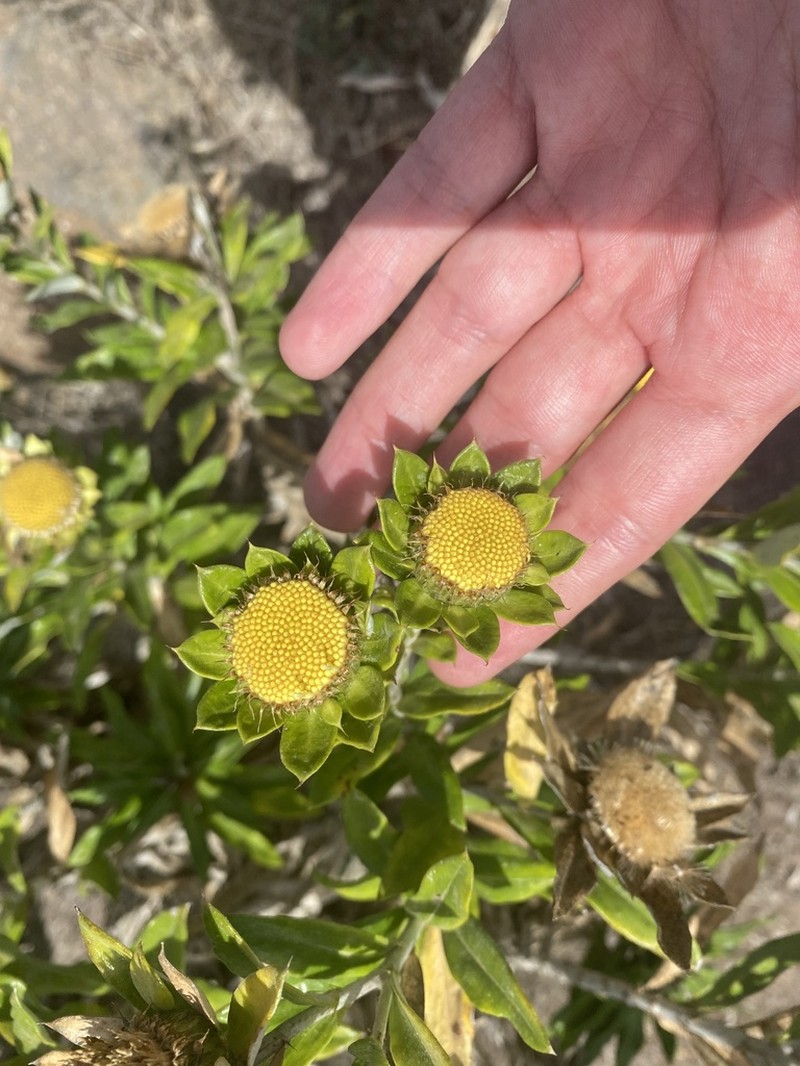 Carlina salicifolia photo 5