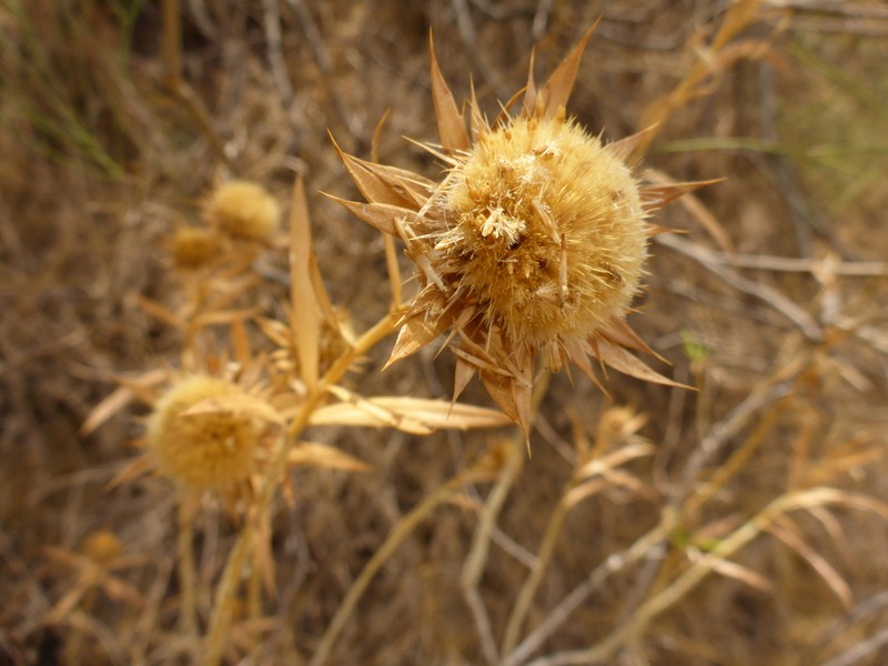 Carlina salicifolia photo 6