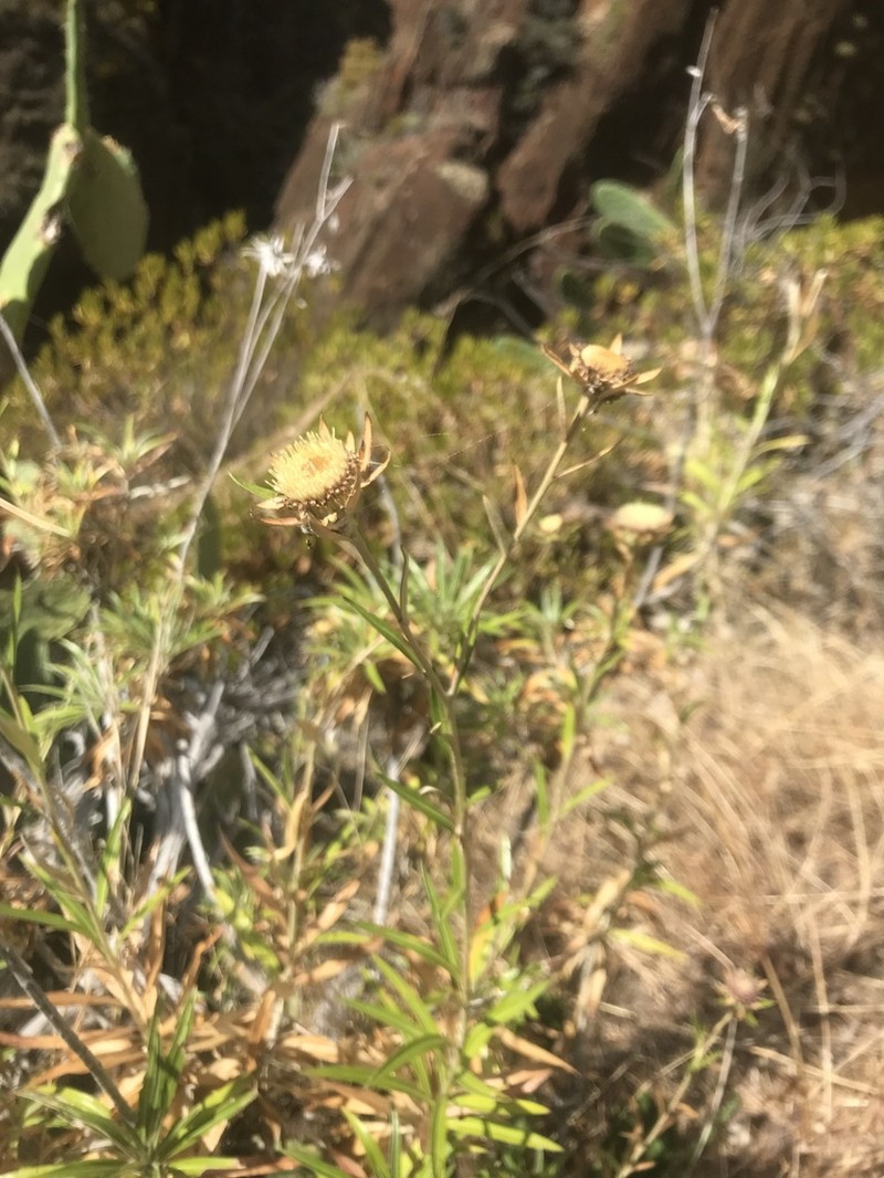 Carlina salicifolia photo 7