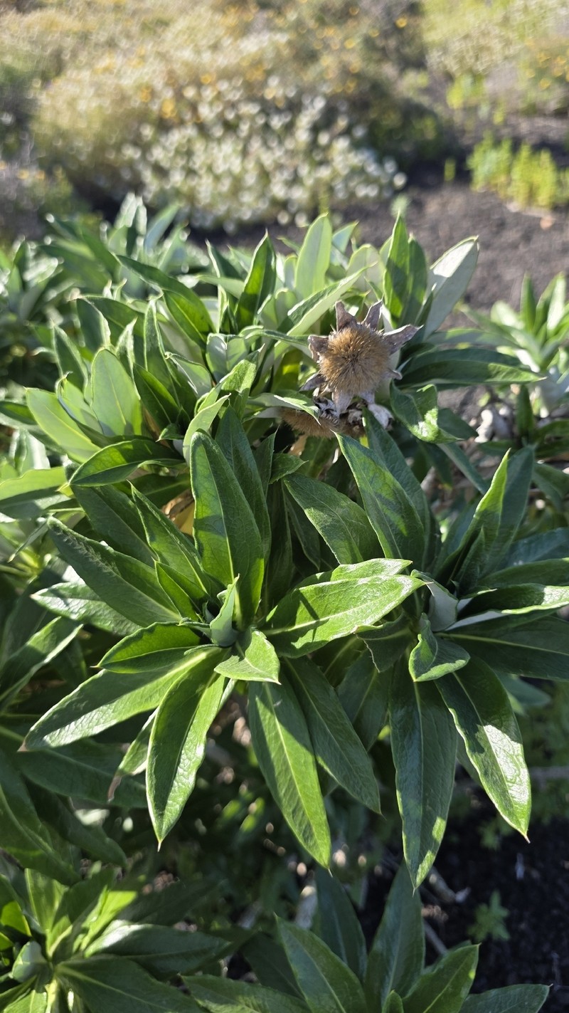 Carlina salicifolia subsp. lancerottensis photo 3