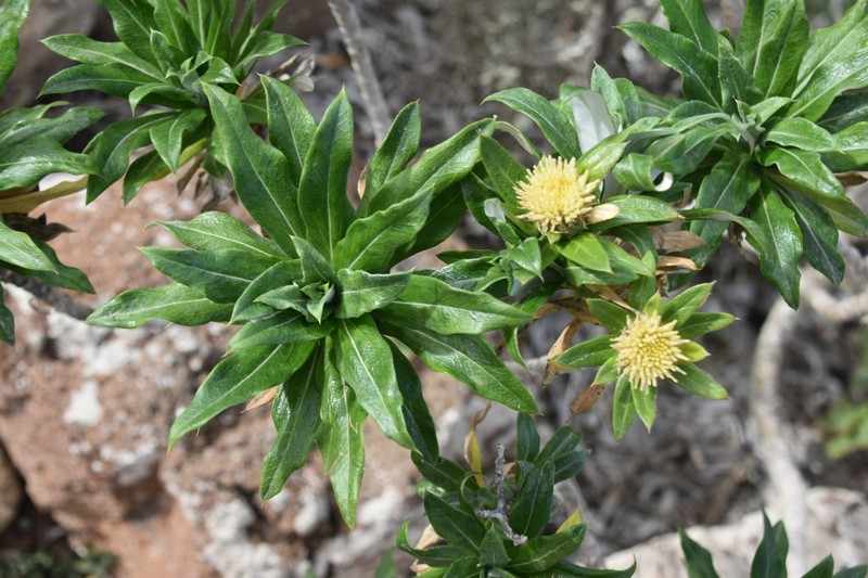 Carlina salicifolia subsp. lancerottensis photo 4
