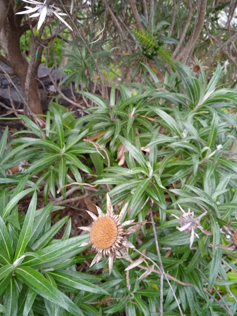 Carlina salicifolia subsp. salicifolia