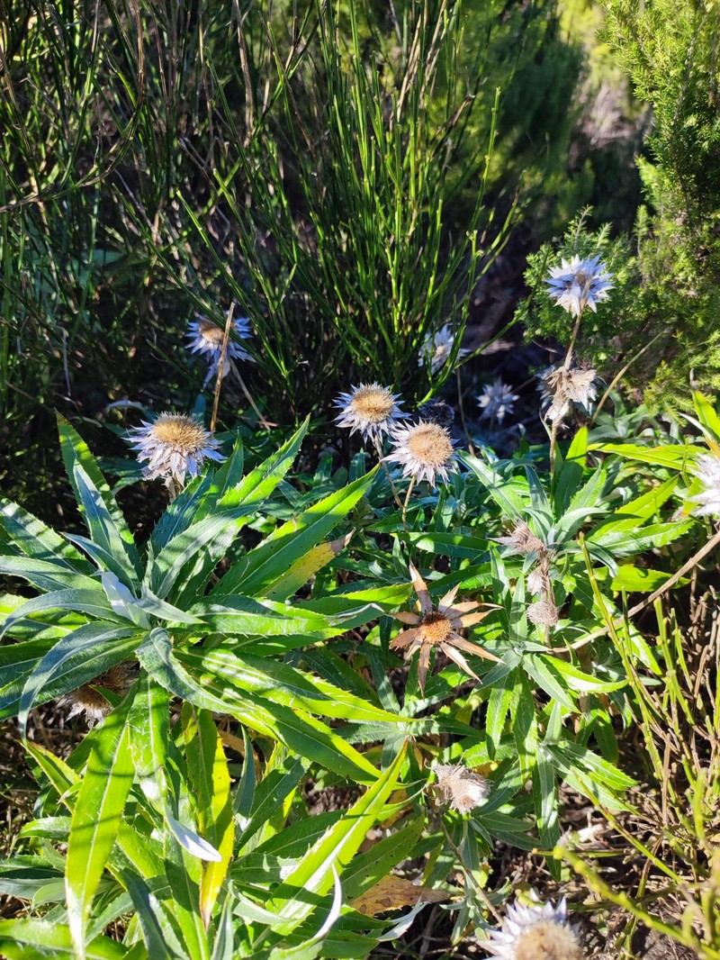 Carlina salicifolia subsp. salicifolia photo 2