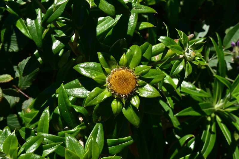 Carlina salicifolia subsp. salicifolia photo 3