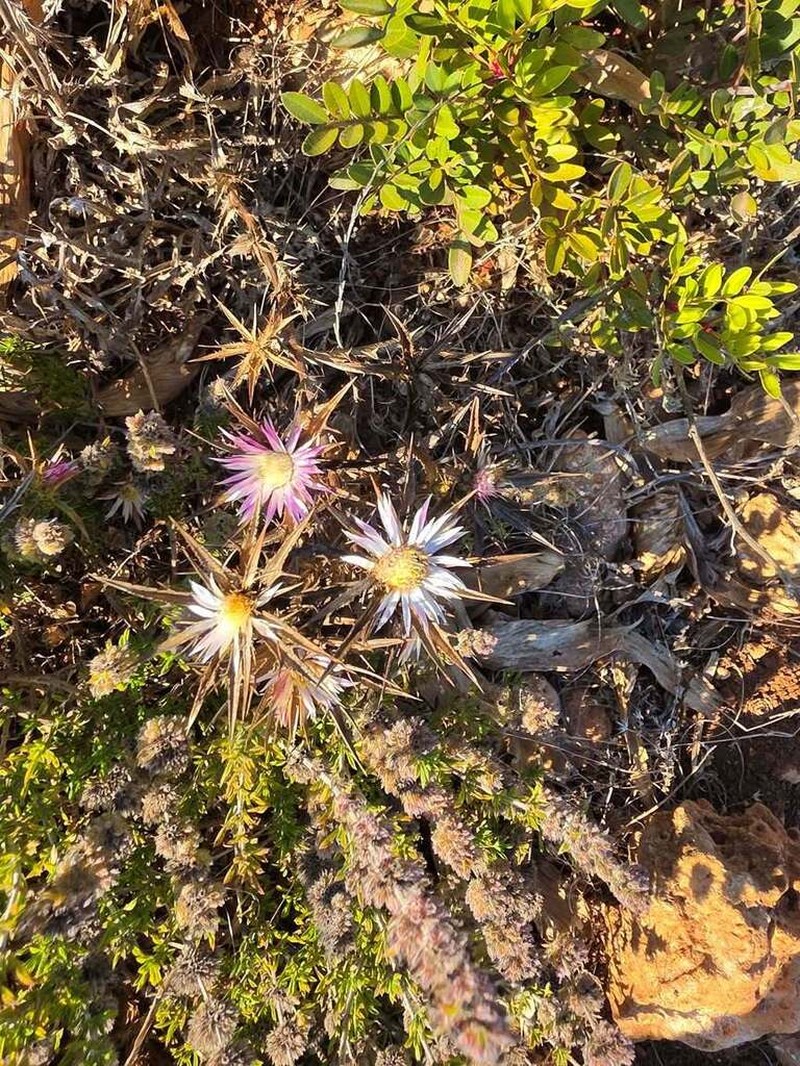 Carlina sicula photo 2