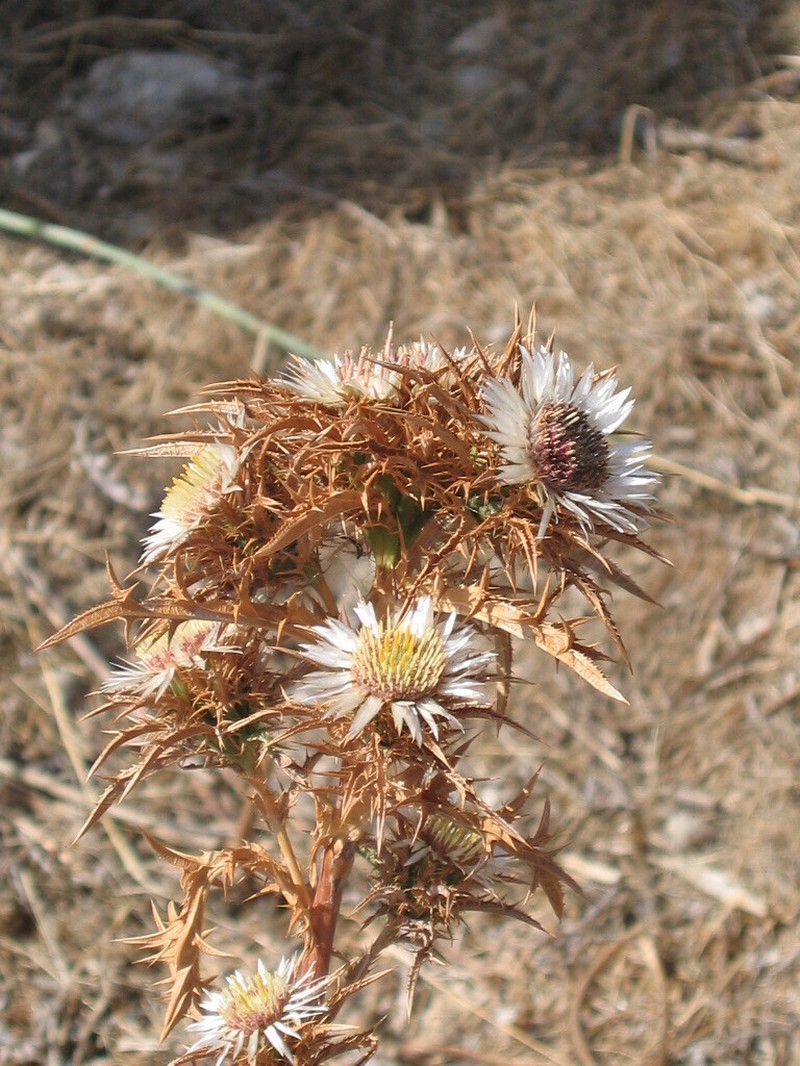 Carlina sicula photo 3