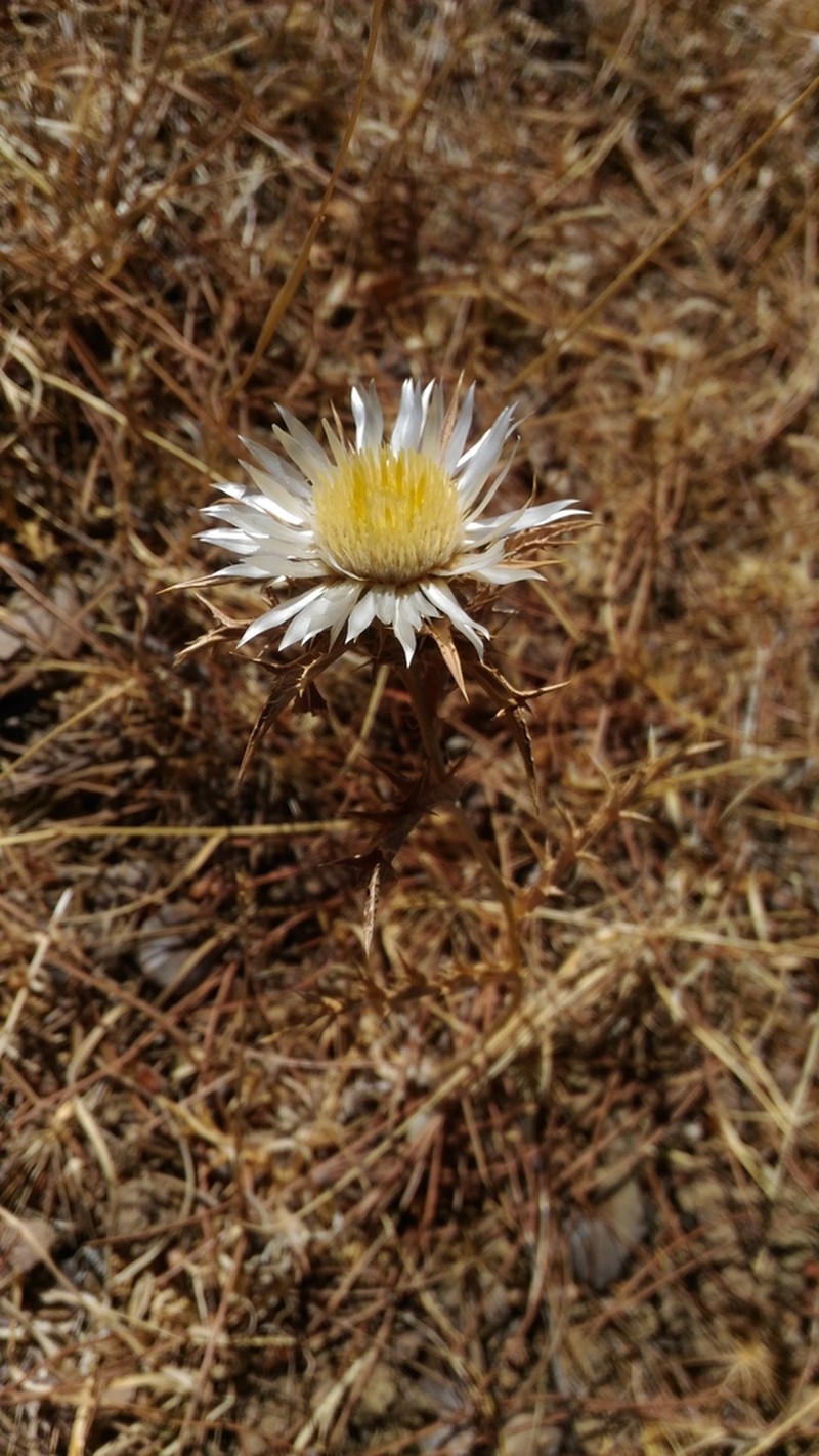 Carlina sicula photo 4
