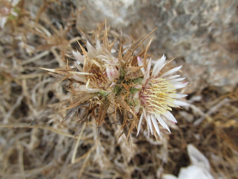 Carlina sicula photo 5