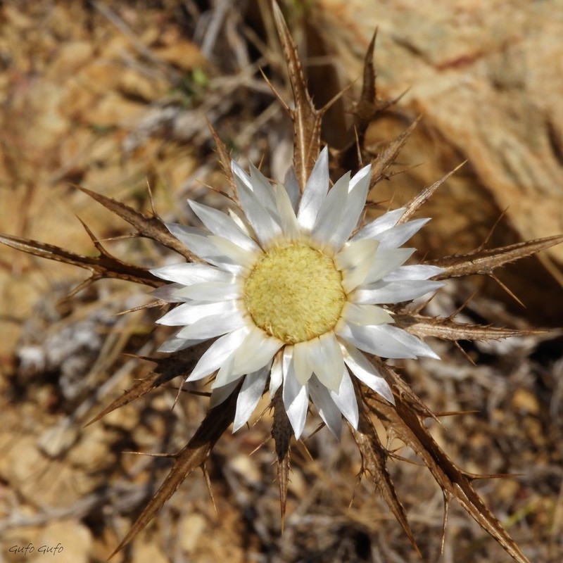 Carlina sicula photo 6