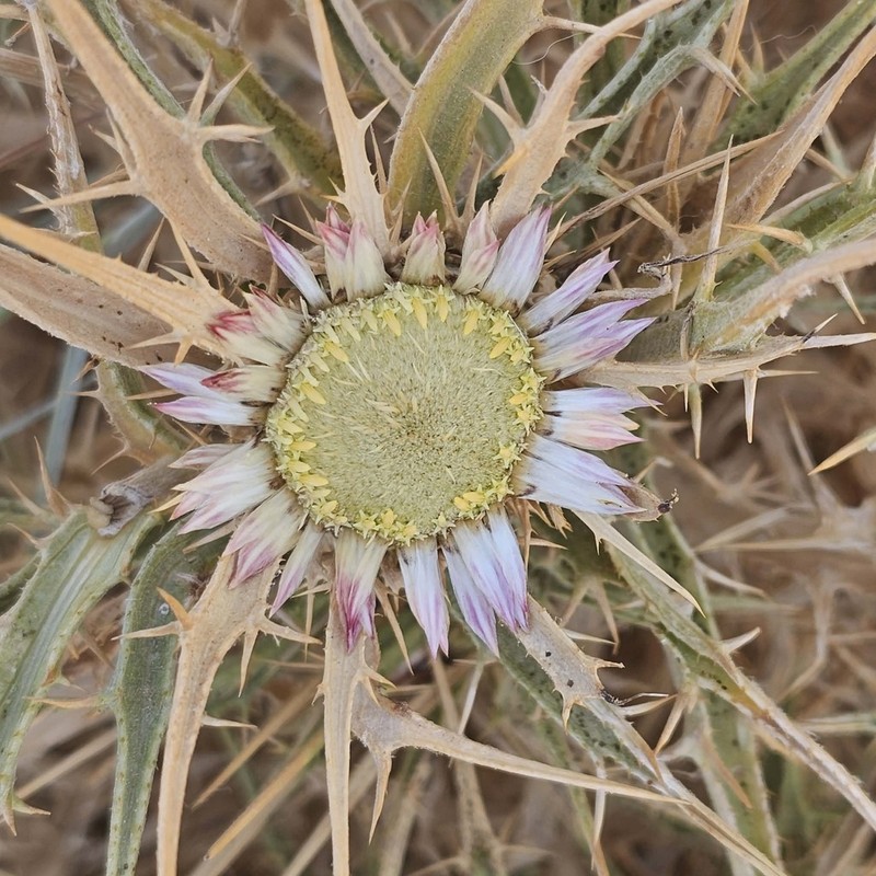 Carlina sicula photo 7