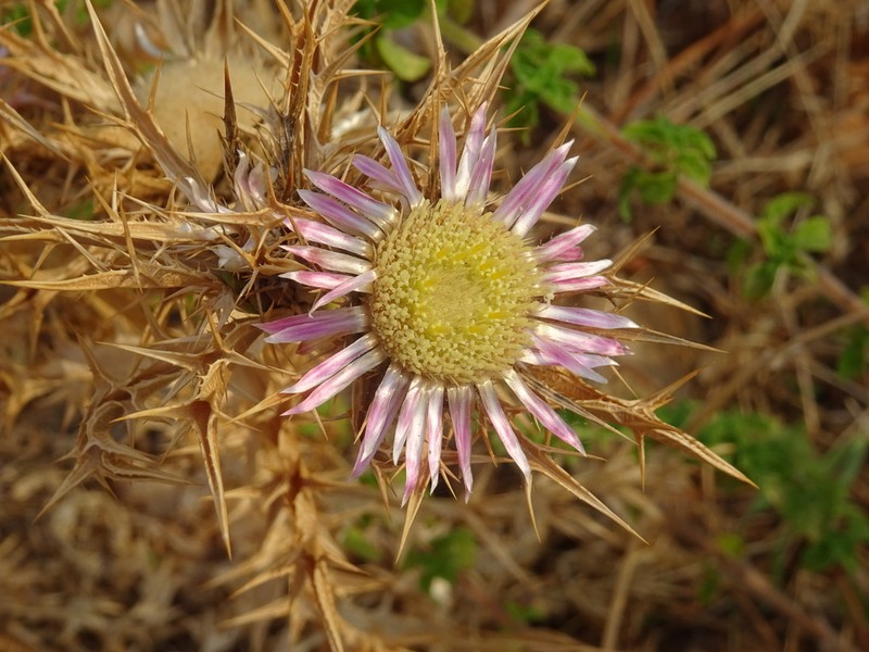 Carlina sicula photo 8