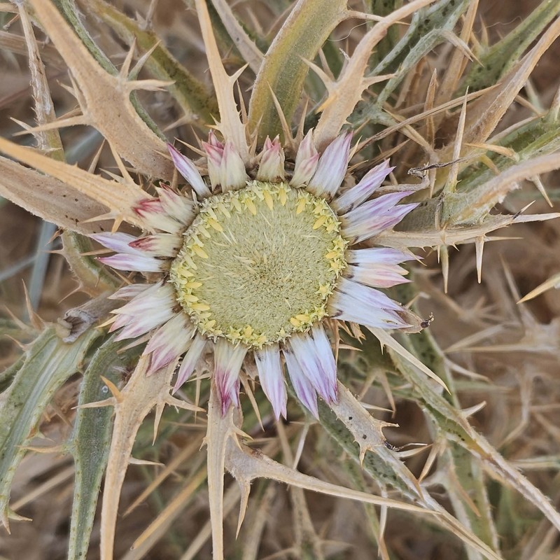 Carlina sicula subsp. mareotica