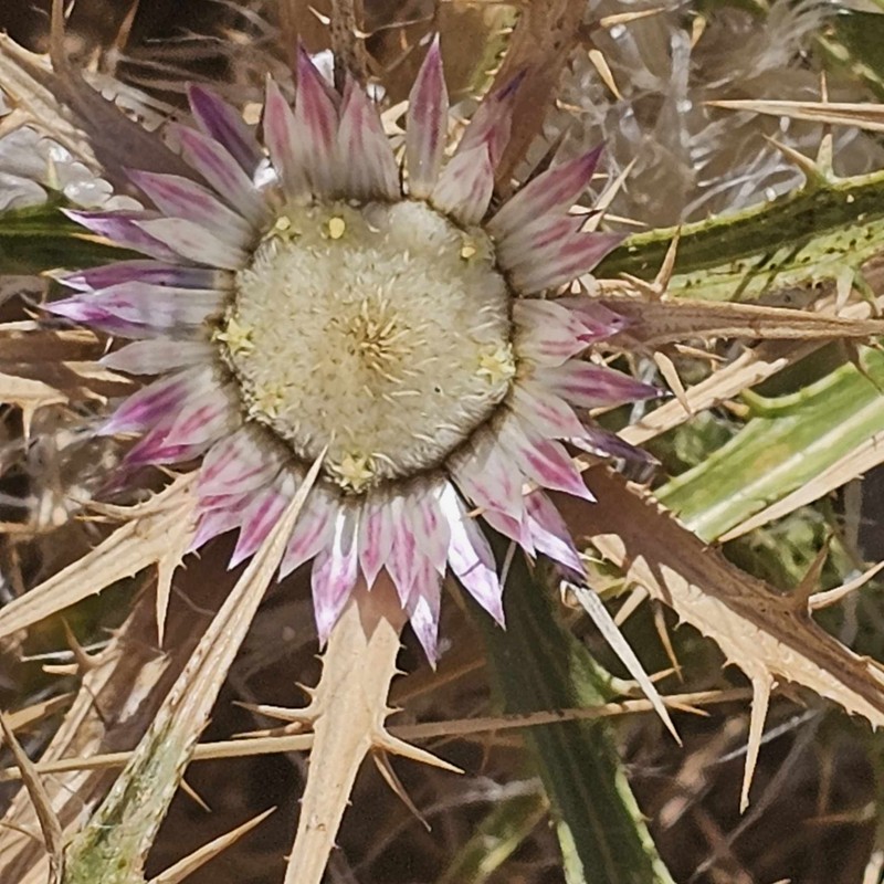 Carlina sicula subsp. mareotica photo 2