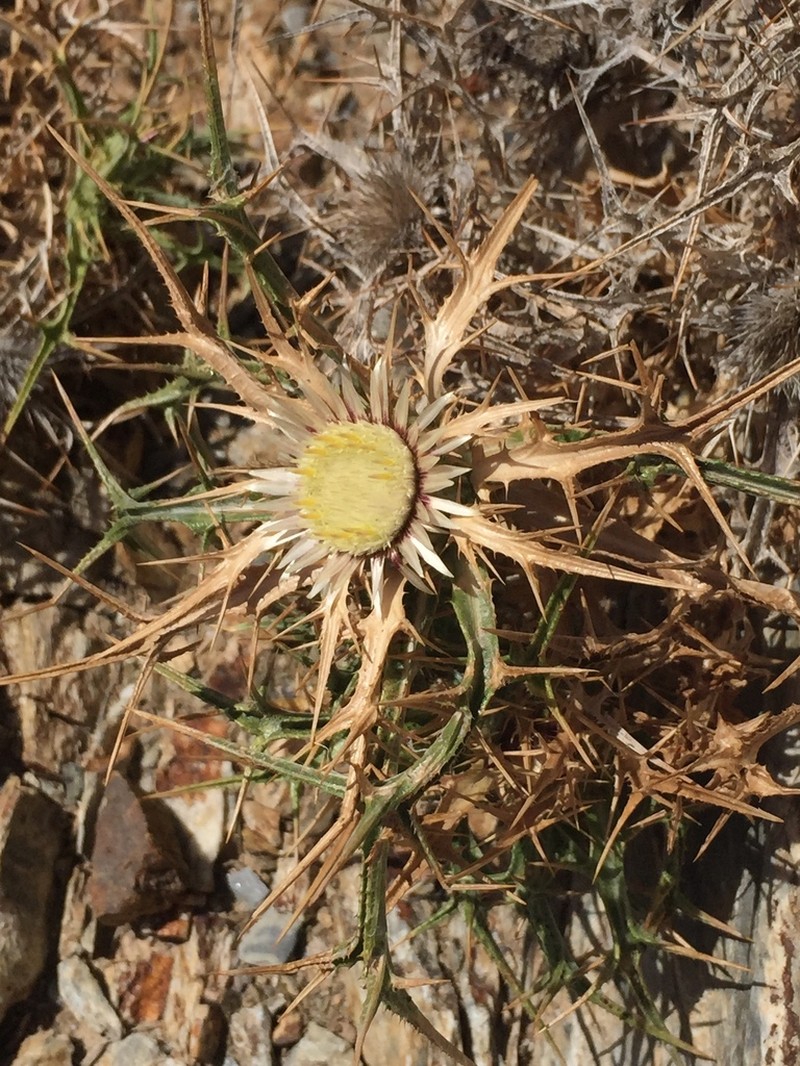 Carlina sitiensis