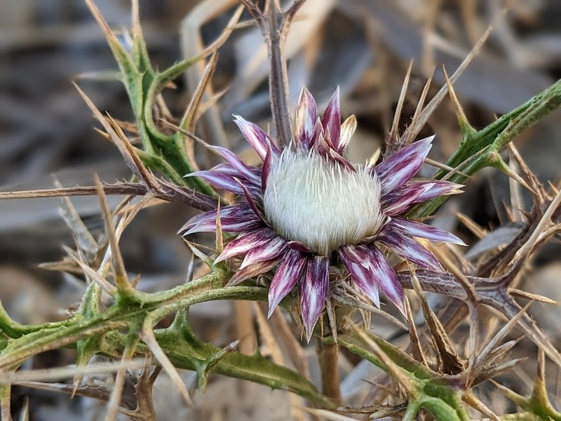 Carlina sitiensis photo 2