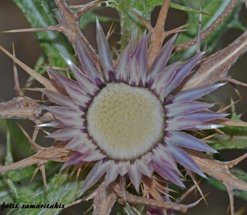 Carlina sitiensis photo 3