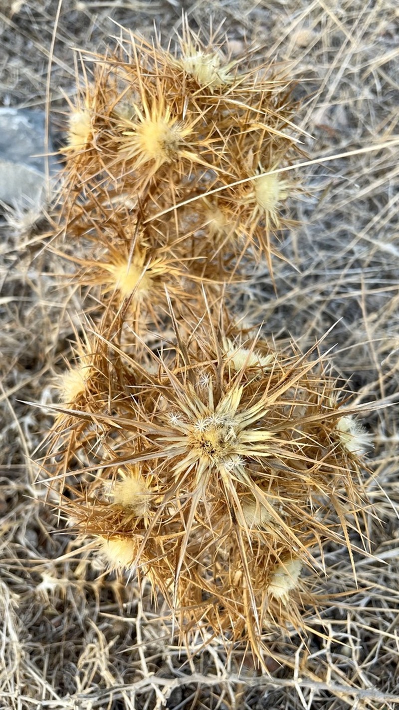 Carlina sitiensis photo 4
