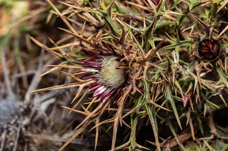 Carlina sitiensis photo 5