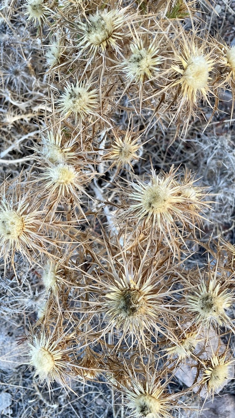 Carlina sitiensis photo 6