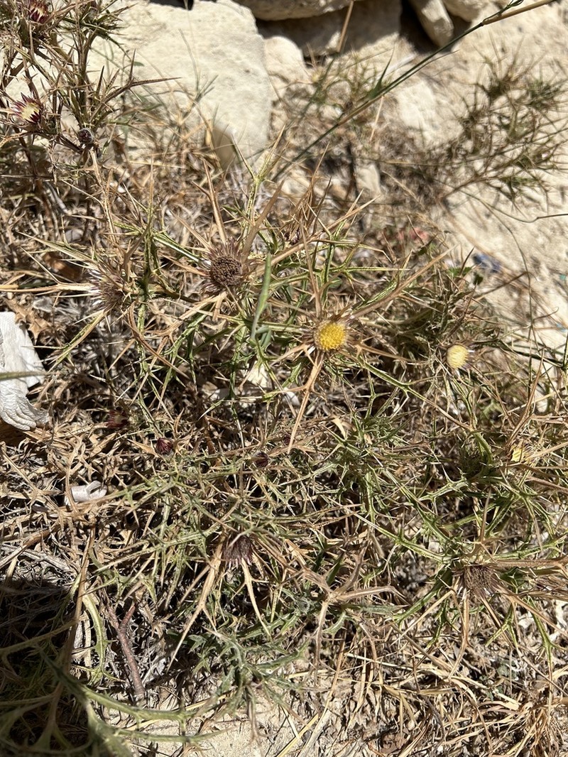 Carlina sitiensis photo 7