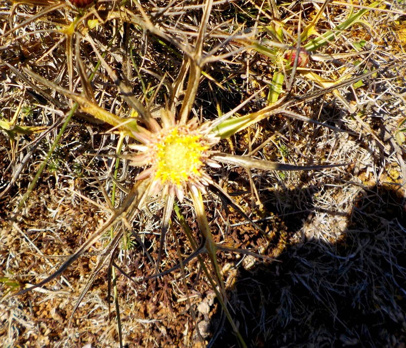 Carlina sitiensis photo 8