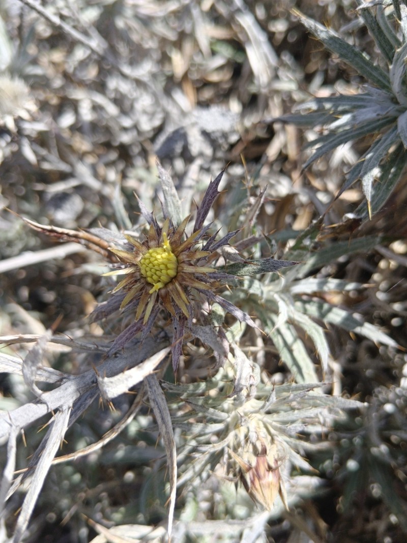 Carlina texedae