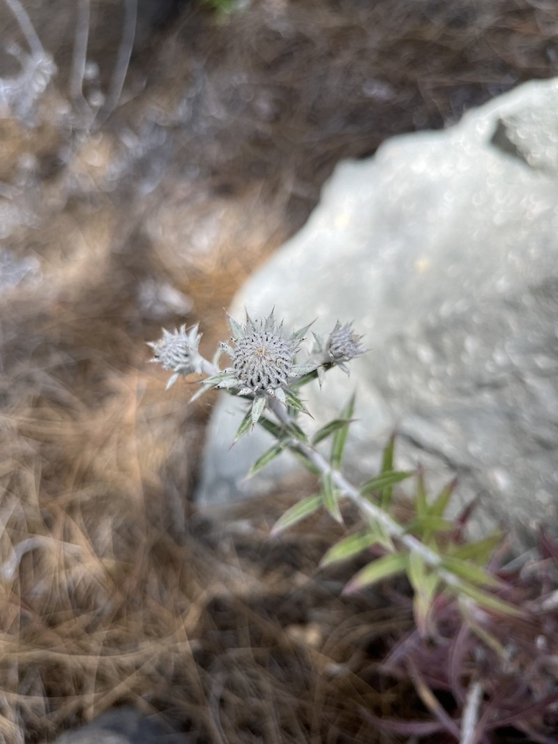 Carlina texedae photo 2