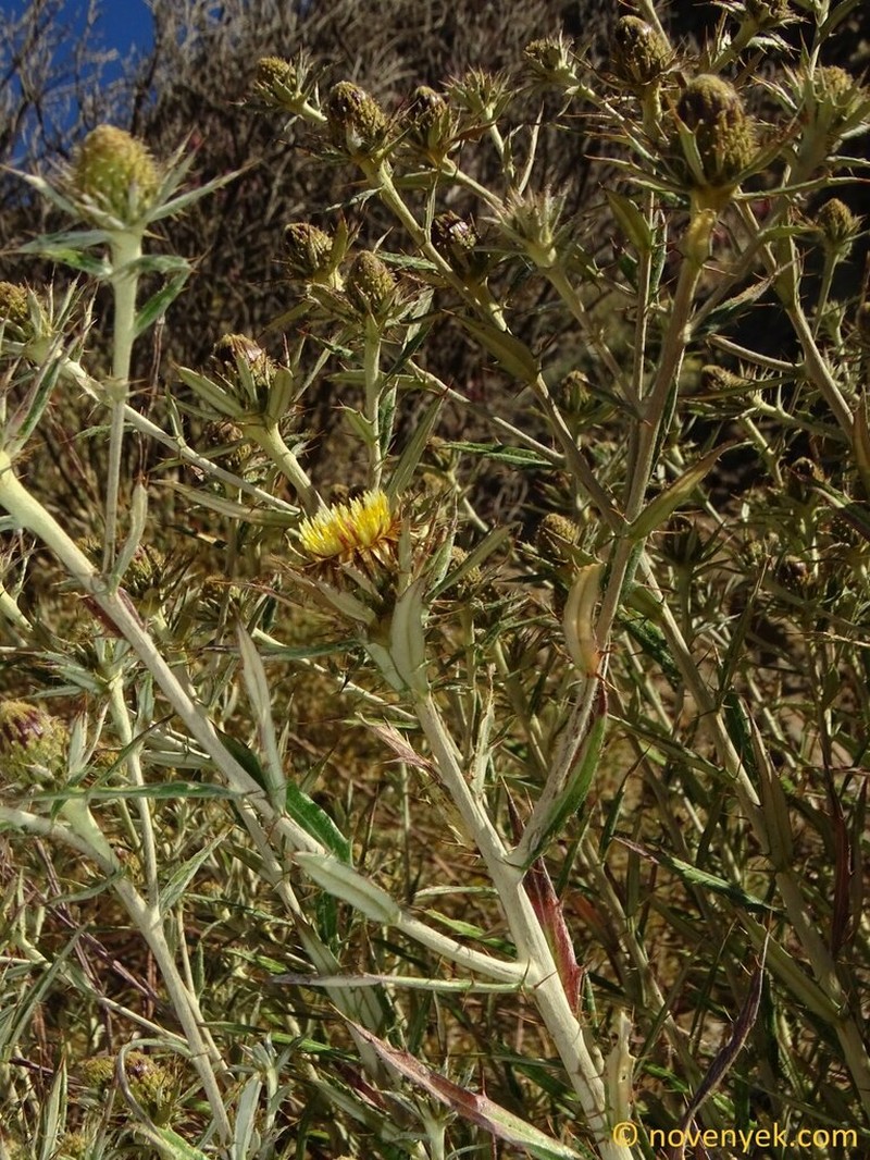 Carlina texedae photo 3