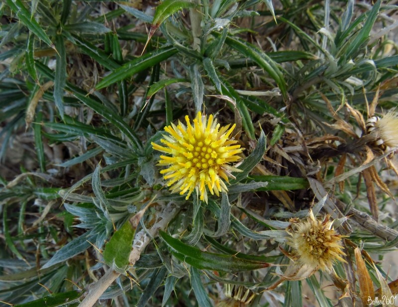 Carlina texedae photo 4