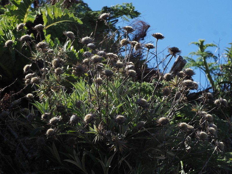 Carlina texedae photo 5