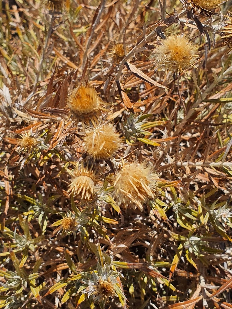 Carlina texedae photo 6