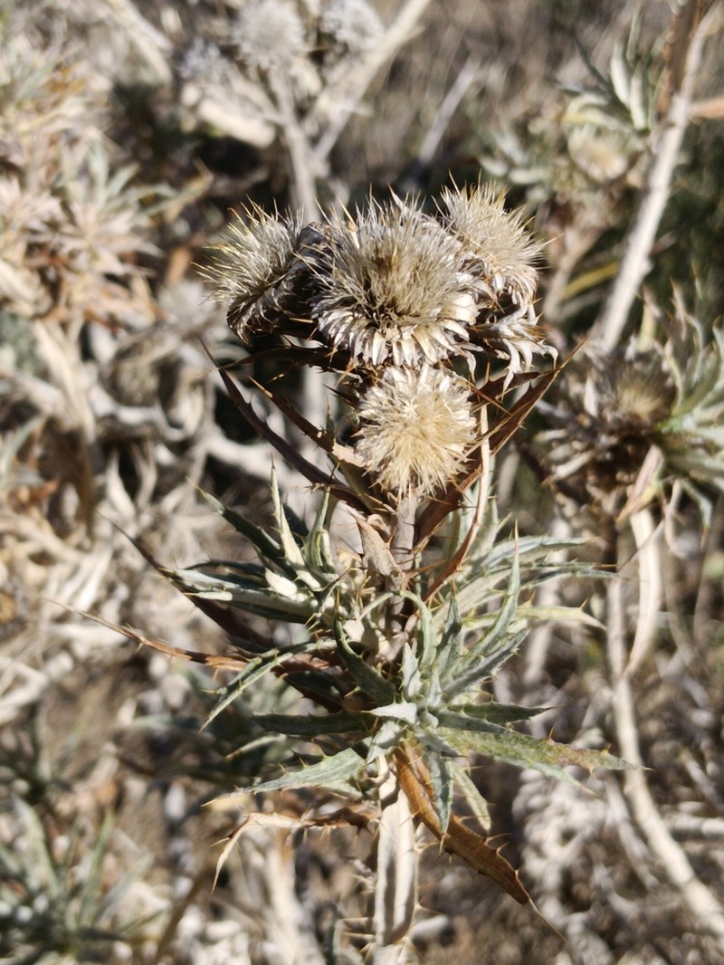 Carlina texedae photo 7