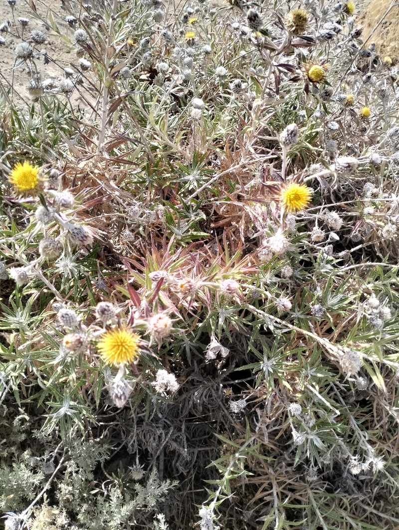 Carlina texedae photo 8