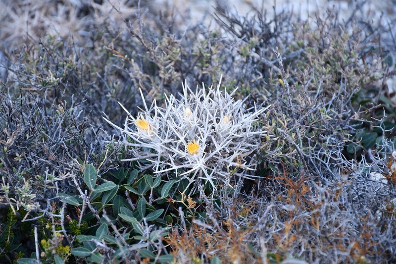 Carlina tragacanthifolia