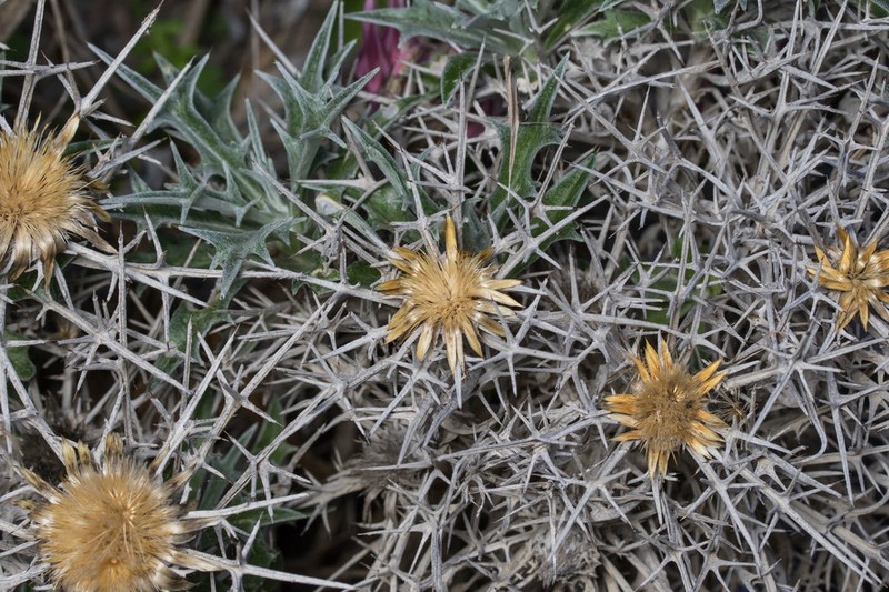 Carlina tragacanthifolia photo 2