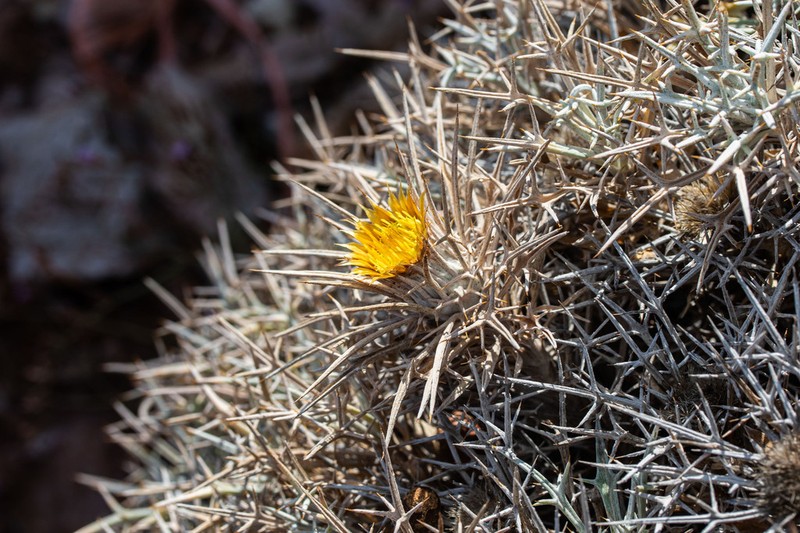 Carlina tragacanthifolia photo 3